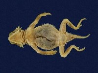德州角蜥蜴藏品圖，第5張
